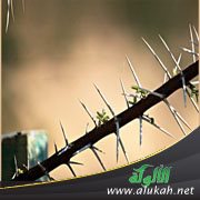 حسد الأخت لأختها
