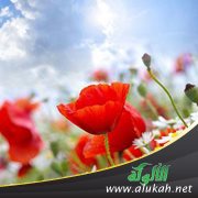 سر السعادة
