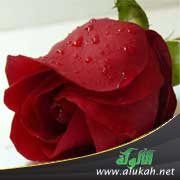 ند أم نديم؟