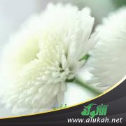 استقلال السنة بتشريع الأحكام