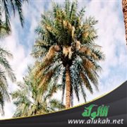 أنين النخيل (قصيدة)