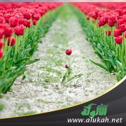 خير أمة