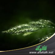 إنما يتقبل الله من المتقين