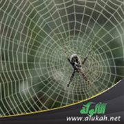 كمثل العنكبوت اتخذت بيتا