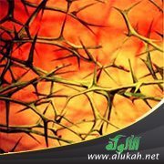 خطبة عن النار وصفتها وأهلها