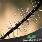 أخي وأصحاب السوء