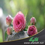 بين الجمال المؤقت والجمال الدائم