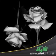 هل أتزوج من أحببتها بعد طلاقها؟