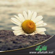 حسن الخلق