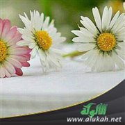 فضل الذكر والدعاء