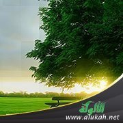 الجنة دار السلام