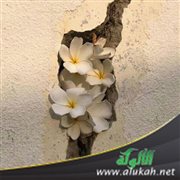 دع زهورك تنبت من عمق تشققاتك