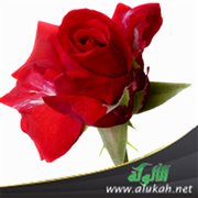 ربات الخدور