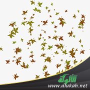 أوراق مبعثرة (4)