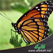 يحبون من يجاملهم