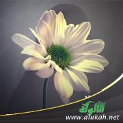 أسئلة وأجوبة حول الحجاب (9)