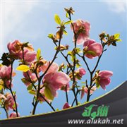 وما الحسن في وجه الفتى شرفا له ..