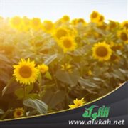 كيف تجعل من العلم مصدرا لسعادتك؟