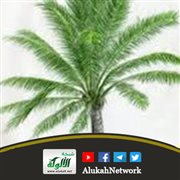 من باع نخلا قد أبرت فثمرتها للبائع إلا أن يشترط المبتاع