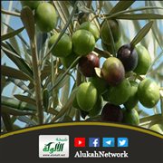 الإعجاز الرباني في شجرة الزيتون