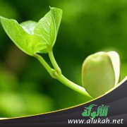 فضل قدر الذراع من الجنة