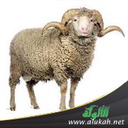 الحج والأضحى حول العالم
