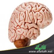 العقل بين المفهوم الغربي والبيان القرآني (2/2)