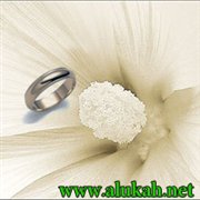 رجل أحلامي
