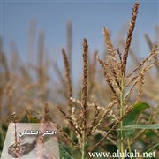 عود الذرة