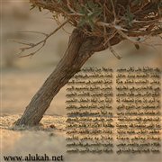 الشيخ والهرة (قصيدة)