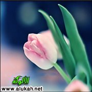زفاف عاشق (قصة قصيرة)