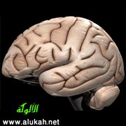 نظرة في الذكاء والذكاءات