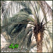 إجارة الشجر منفردًا