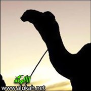 وقفة شرعية مع مزايين الإبل وسباق الهجن والخيل وغير ذلك