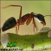 علمتني نملة