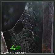 أريج الذكرى وحكمة الغياب