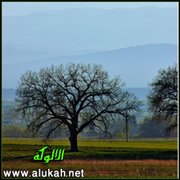 جمال الحقل (قصيدة للأطفال)