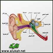 الحواس الخمس: الحاسة الثانية (السمع)