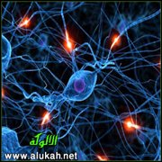 العصبية معول هدم