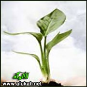 البذل من أسس  بناء الأمة الوسط