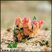 عروق الياسمين