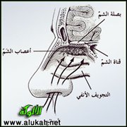 الحواس الخمس: الحاسة الخامسة (الأنف)