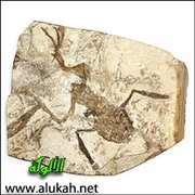 تقلص عضلة الضفدعة