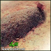حكم طلب الشفاعة من الأموات