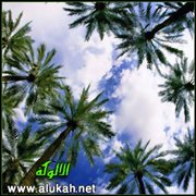 صعود النخلة