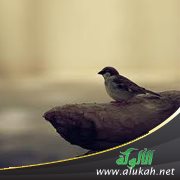 أحببتُه بمجامع قلبي، ثم تركني!