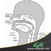 صفات الحروف