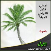 أيحني نخيل القوافي الجباه؟ (قصيدة)