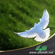 الشهيدة فاطمة الأسبانية...