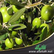 زيت الشجرة المباركة